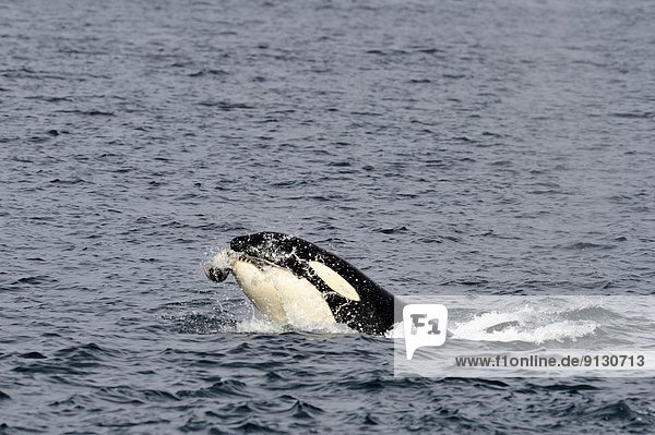 Schwertwal Orcinus orca Korridor Korridore Flur Flure Küste innerhalb Jagd vorwärts Johnstone Strait British Columbia Kanada Vancouver Island Wal