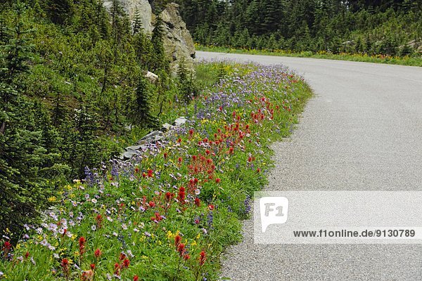 Arnika  Arnica montana  Berg  blühen  Himmel  Wiese  vorwärts  Gänseblümchen  Bellis perennis  British Columbia  Kanada