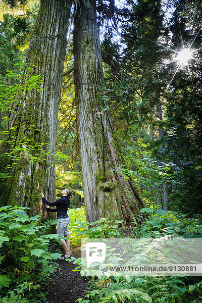 Lone female with giant cedar trees near Kaslo/New Denver British Columbia.