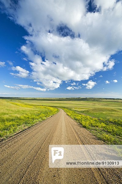 gravel road through Grasslands National Park  Saskatchewan  Canada