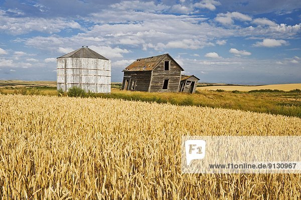 abandoned farm house and grain bin next to wheat field  near Rosetown  Saskatchewan  Canada