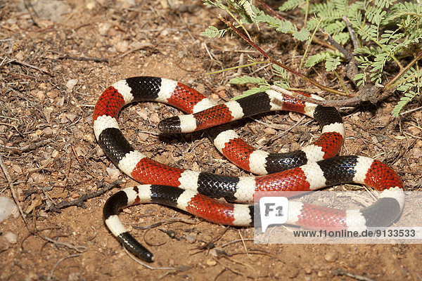 Schwarzgebanderte Korallenotter Micrurus Mosquitensis Auf Erdboden Costa Rica Mittelamerika