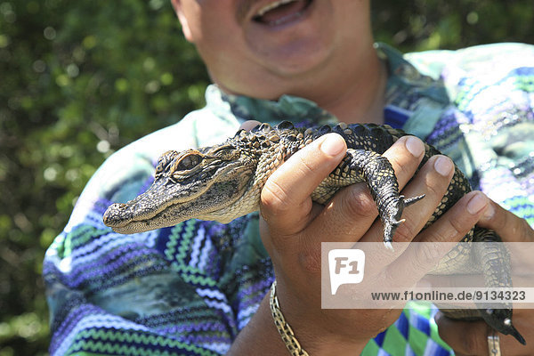 Vereinigte Staaten von Amerika USA Mississippi-Alligator Hechtalligator Alligator mississippiensis UNESCO-Welterbe Everglades Nationalpark Florida