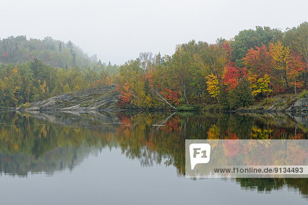Baum  Beleuchtung  Licht  See  Nebel  Herbst  Kanada  Ontario