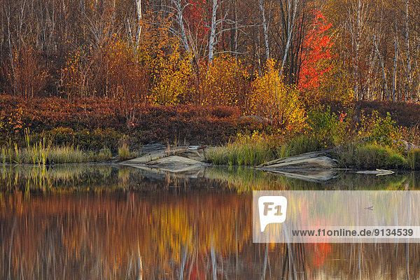 Spiegelung  Morgendämmerung  Herbst  Biber  Kanada  Ontario  Teich  Reflections
