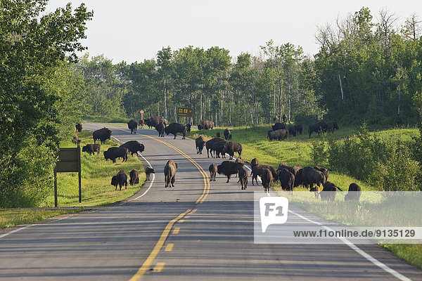 Herd of Bison  bos bison  on roadway  Elk Island National Park  Alberta  Canada