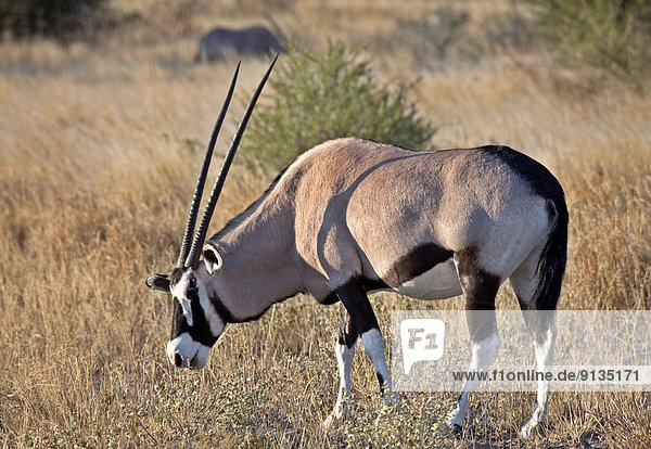 Afrika  Botswana  Central Kalahari Game Reserve