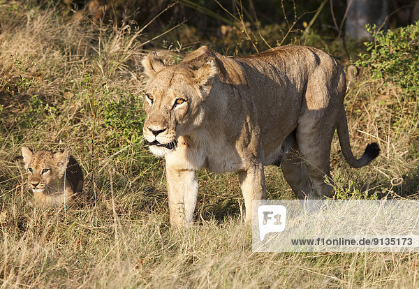 Lioness with Offspring Moremi National Park Okavango Delta Botswana Africa