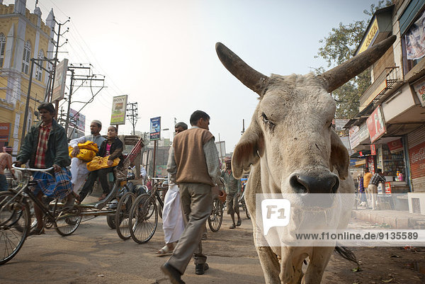 A cow standing in the very congested streets of Varanasi  India