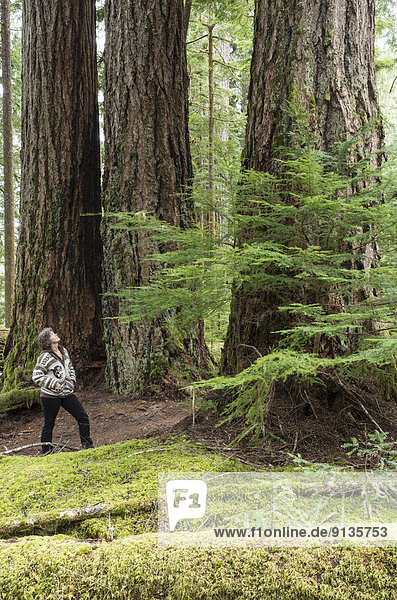 Large Douglas Fir grove  Pseudotsuga menziesii  Koksilah River  Vancouver Island  British Columbia  Canada