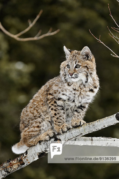 Bobcat (Lynx rufus) Kitten first winter  Bozeman  Montana  USA