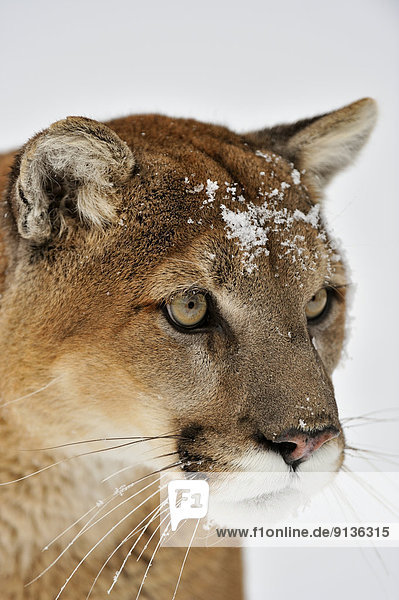 Cougar  Puma  Mountain lion (Puma concolor)   Bozeman  Montana  USA