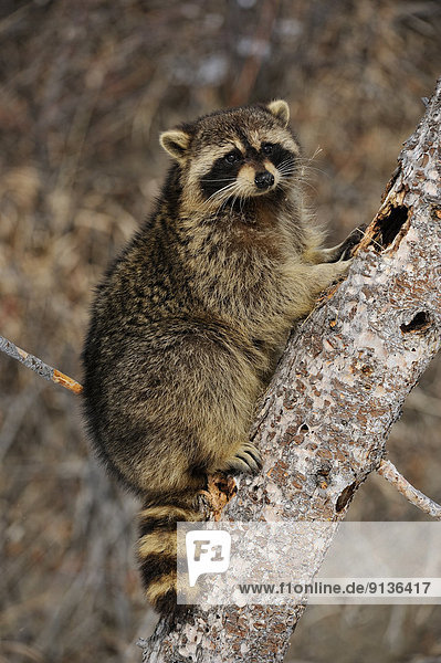 Raccoon (Procyon lotor)  Bozeman  Montana  USA