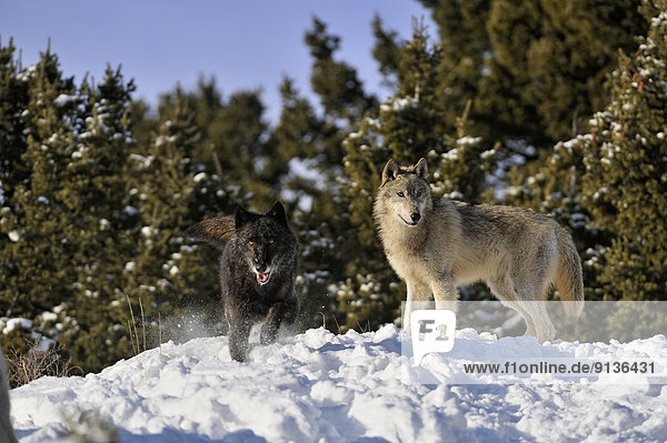 Vereinigte Staaten von Amerika USA Grauwolf Canis lupus pambasileus Wolf Canis lupus Winter Holz Lebensraum
