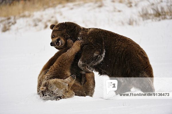 Vereinigte Staaten von Amerika  USA  Grizzlybär  ursus horibilis  Grizzly  Ringen  Bär  Geschwister