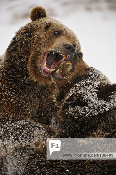 Vereinigte Staaten von Amerika  USA  Grizzlybär  ursus horibilis  Grizzly  Ringen  Bär  Geschwister