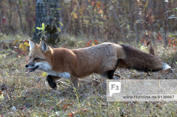 'Red fox hunting through autumn grasses; (Vulpes vulpes); Minnesota'