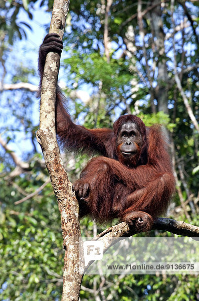 Orang-Utan  Pongo pygmaeus  Borneo  Kuching  Malaysia