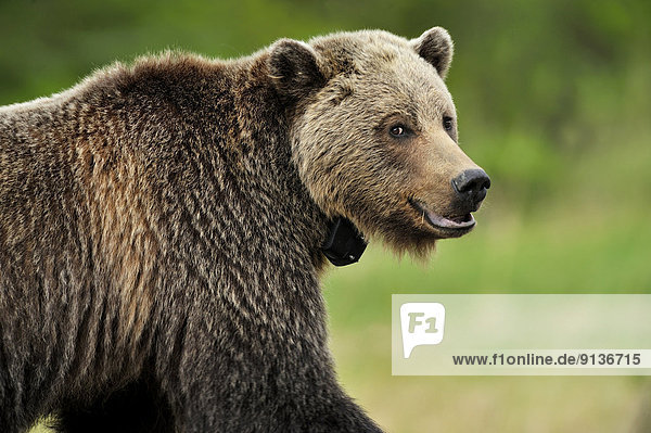 A close up side view of a collared adult female grizzly bear as she crosses the highway looking cautiously around for any sign of danger