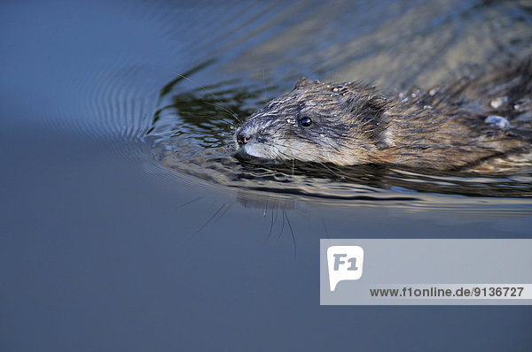 A close up image of a wild muskrat swimmimg in the dark water of a calm lake.
