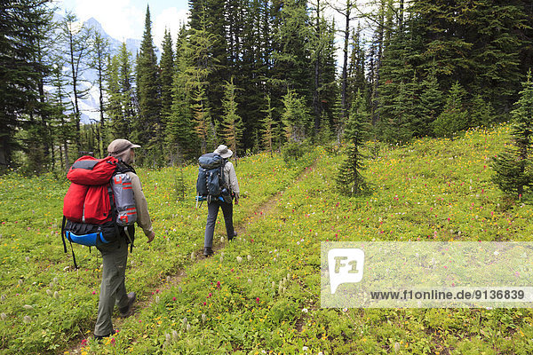 Two hikers pass through a wildflower meadow on Goodsir Pass in Kootenay National Park  British Columbia  Canada. Model Released.