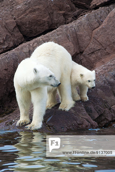 Eisbär  Ursus maritimus  Svalbard  Mutter - Mensch  junges Raubtier  junge Raubtiere