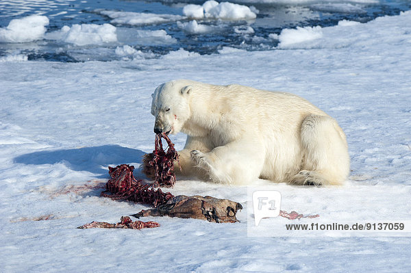 Eisbär Ursus maritimus töten Svalbard Erwachsener füttern Robbe
