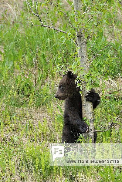 A wild grizzly bear cub hugging tree