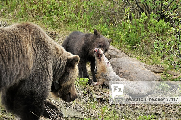 A wild baby grizzly bear feeding on deer carcass