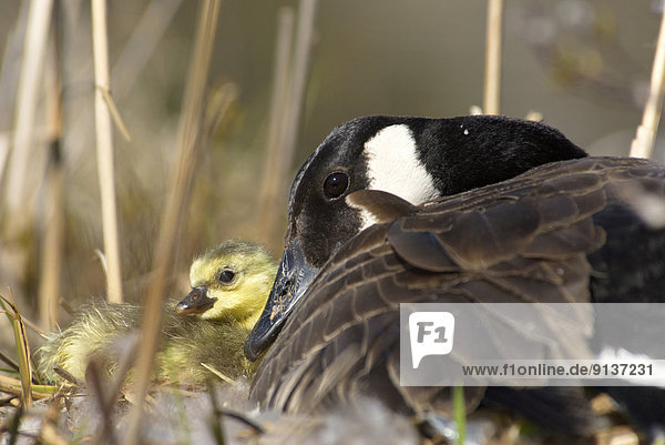Canada Goose with newborn chick in Muskoka Ontario