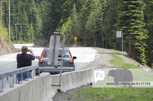 Tourist getting to close to a black bear for a snapshot in Manning Provincial Park  British Columbia  Canada.
