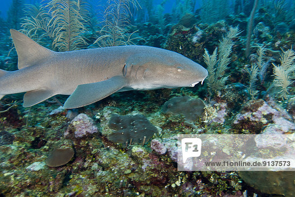 vorwärts Belize Riff Hai