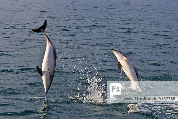 Delphin  Delphinus delphis  Ostküste  sehen  Tagesausflug  neuseeländische Südinsel  Dalbe  Kaikoura  Neuseeland