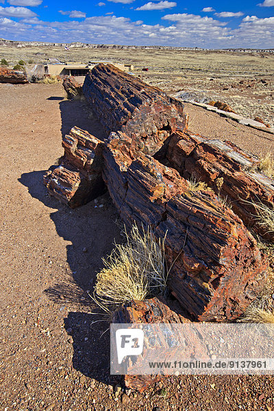 Petrified Forest Nationalpark  Arizona  USA
