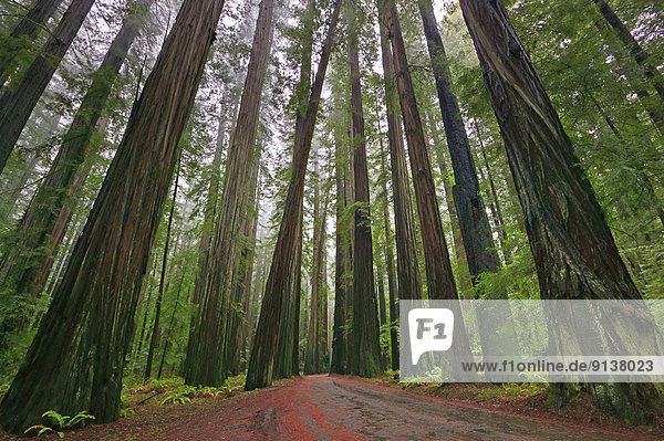 Vereinigte Staaten von Amerika  USA  Nordamerika  Humboldt Redwoods State Park  Avenue of the Giants  Kalifornien