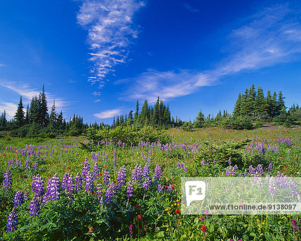 A landscape image of wildflowers Lupens and Indian Paintbrush growing high in the mountain alpine region near Smithers British Columbia Canada.