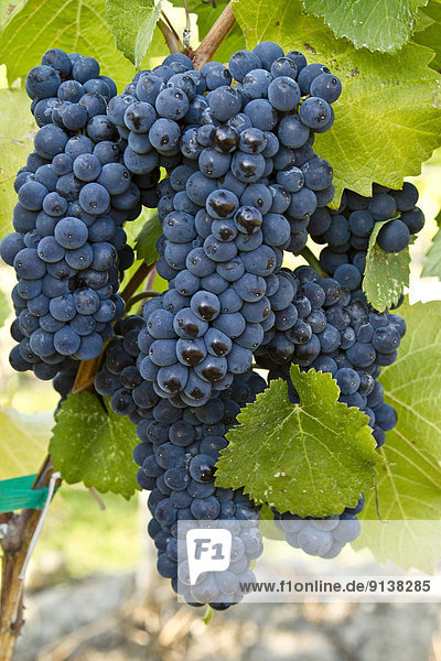 Ripe Pinot Noir grapes  Meyer Family Vineyards  Okanagan Falls  BC.