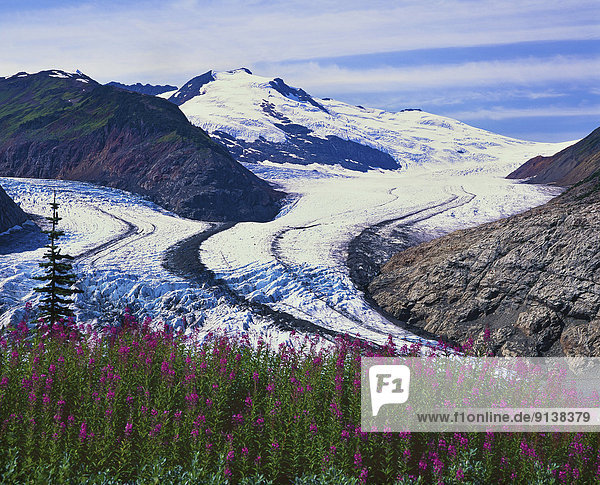 A summer landscape view of the eastern arm of the Salmon Glacier situated in northern British Columbia Canada with fireweed wildflowers in the foreground.