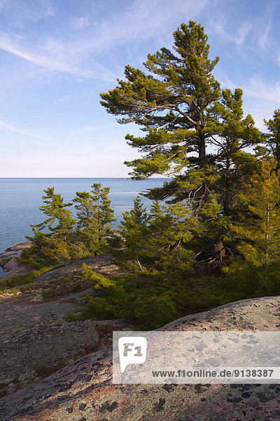 weiß  Ignoranz  Insel  Kiefer  Pinus sylvestris  Kiefern  Föhren  Pinie  Bucht  Kanada  Ontario