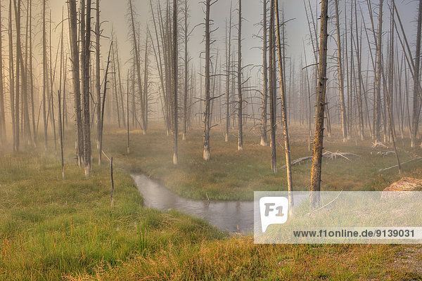 Vereinigte Staaten von Amerika USA Morgen fahren Nebel flach Yellowstone Nationalpark Wyoming