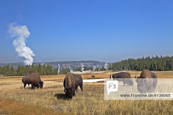 Bisons  bison bonasus  in Upper Geyser Basin  Yellowstone National Park  Wyoming  USA