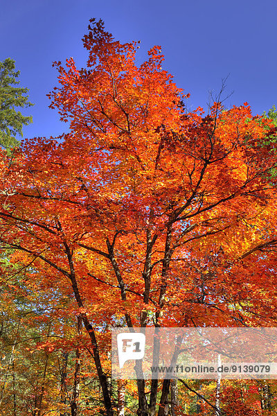 Farbaufnahme  Farbe  Herbst  Ländliches Motiv  ländliche Motive  Algonquin Provincial Park  Kanada  Ontario