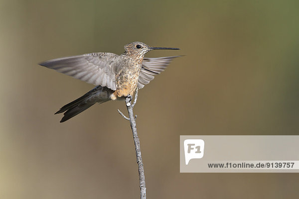 Ast  hocken - Tier  Kolibri  Peru