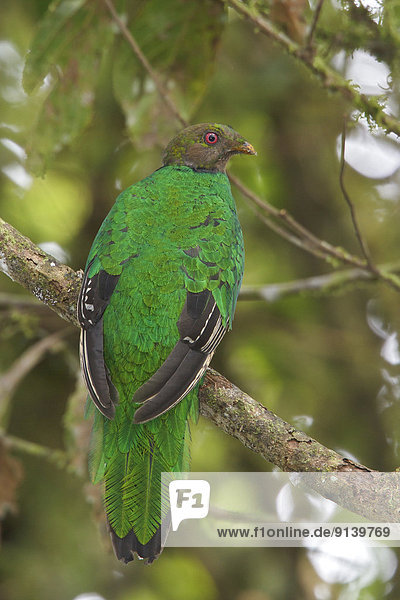 Ast hocken - Tier Quetzal Pharomachrus mocinno Ecuador