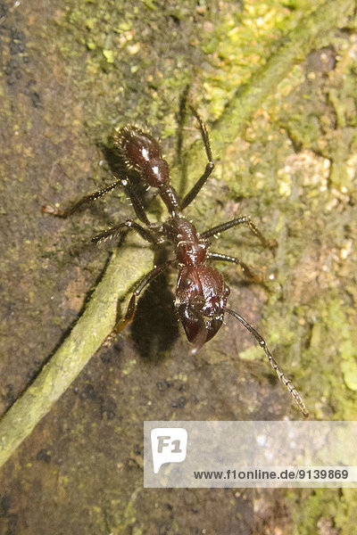 Bullet Ant  Paraponera clavata