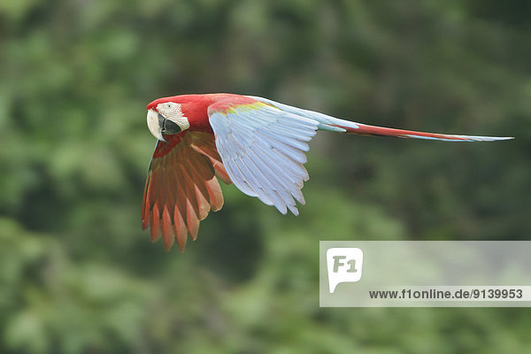 fliegen  fliegt  fliegend  Flug  Flüge  Papagei  Ara  Peru
