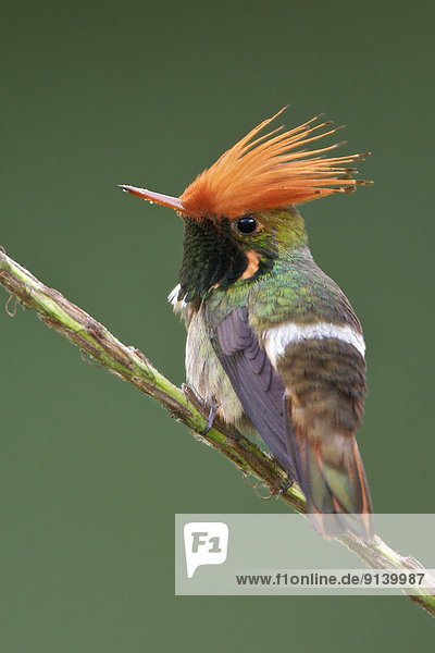 Ast  hocken - Tier  Peru