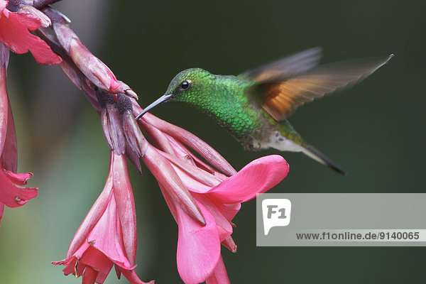 fliegen  fliegt  fliegend  Flug  Flüge  Blume  füttern  Kolibri