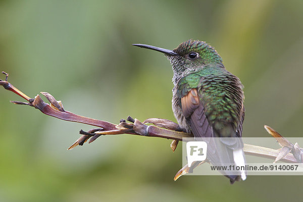 Blume  hocken - Tier  Kolibri