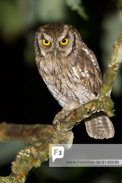 Tropisch  Tropen  subtropisch  Ast  hocken - Tier  Ecuador